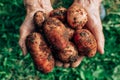 Fresh potatoes harvest very old woman& x27;s hands. Royalty Free Stock Photo