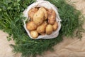 Fresh potatos in potato bag after harvest, dill, parsley, top view Royalty Free Stock Photo