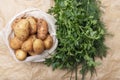 Fresh potatos in potato bag after harvest, dill, parsley, top view Royalty Free Stock Photo