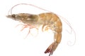 Fresh prawn Royalty Free Stock Photo