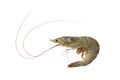 Fresh prawn isolated on white background. Royalty Free Stock Photo