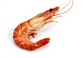 Fresh Prawn, palaemon serratus against White Background