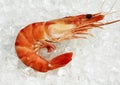 Fresh Prawn, palaemon serratus on Ice