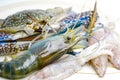 Fresh Prawn or River Shrimp, Crab and Squid : ingredient of seafood for cooking. Royalty Free Stock Photo