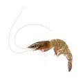 Fresh Prawn or Shrimp Isolated on white background Royalty Free Stock Photo