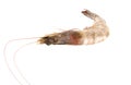 Fresh Prawn or Shrimp Isolated on white background Royalty Free Stock Photo