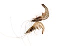 Fresh Prawn or Shrimp Isolated on white background Royalty Free Stock Photo