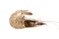 Fresh Prawn or Shrimp Isolated on white background Royalty Free Stock Photo