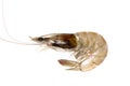 Fresh Prawn or Shrimp Isolated on white background Royalty Free Stock Photo