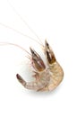 Fresh Prawn or Shrimp Isolated on white background Royalty Free Stock Photo