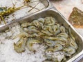 Fresh prawn or shrimp for sale at seafood market Royalty Free Stock Photo