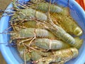 Fresh Prawns in a blue pot, Indian fish market Royalty Free Stock Photo