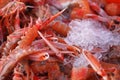 Fresh prawns on ice