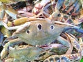 Fresh crabs in an Indian fish market,Testy sea food