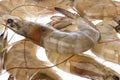 Fresh Prawns Macro Isolated Royalty Free Stock Photo