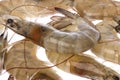 Fresh Prawns Macro Isolated