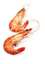 Fresh Prawns, palaemon serratus against White Background