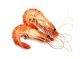 Fresh Prawns, palaemon serratus against White Background