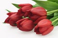 Fresh pretty bouquet of red tulips