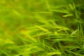 Fresh pretty petite green leaves of grass on blurred background , bokeh photo
