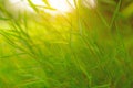 Fresh pretty petite green leaves of grass under sunlight morning on blurred background , closeup photo