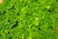 Fresh pretty petite green leaves of greenery groundcover plant , closeup photo