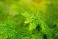 Fresh pretty petite leaves of Spike Moss with water droplets in backyard gardens on blurred background