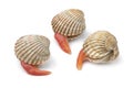 Prickly cockles with an extending long foot