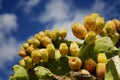 Fresh Prickly Pears