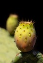 Fresh prickly pears with drops of water growing on a prickly pear cactus against a dark background in portrait format Royalty Free Stock Photo