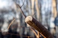 Fresh pruned apple branch in spring