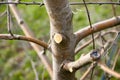 Fresh pruned apple branch in spring