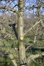 Fresh pruned apple branch in spring,image