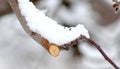 Fresh pruned apple branch in winter