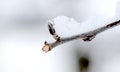 Fresh pruned apple branch in winter