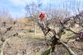 Fresh pruned branch at early spring in orchard