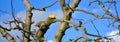 fresh pruned old apple tree