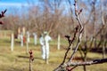 Fresh pruned twig with bud before chemical protection