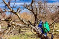 Fresh pruned twig with bud before chemical protection