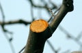 Fresh prunned apple branch