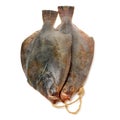 Fresh Psetta maxima Turbot Fish