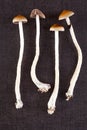 Fresh psilocybin mushrooms.