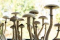 Fresh Psilocybin shroom. Fungi hallucinogen. Psilocybin cubensis mushroom