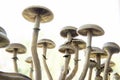 Fresh Psilocybin shroom. Hallucinogenic Psychedelic drug. Fungi hallucinogen. Fresh Psilocybin shroom