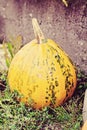 Fresh pumpkin Royalty Free Stock Photo