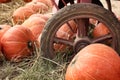 Fresh pumpkin orange in the farm