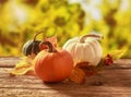 Fresh pumpkin and squash on a garden table