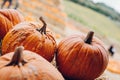 Fresh pumpkins in countryside. Halloween and Thanksgiving