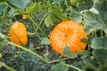Fresh Pumpkins in the field. Beautiful pumpkins growing in field Royalty Free Stock Photo