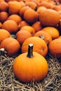 Fresh pumpkins on hay. Halloween and Thanksgiving